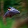 Kalon australsky - Pteropus poliocephalus - Gray-headed Flying Fox o1625